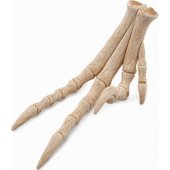 Collecta figurine REPLICATION OF VELOCIRAPTOR®S limbs - CollectA - 892