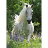 _6820947 Ravensburger Puzzle 100 pc White Horse