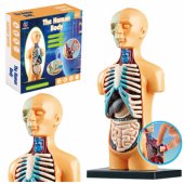 Mokomasis anatominis žmogaus kūno organų modelis