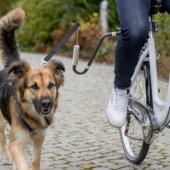 Trixie dviračio komplektas su pavadėliu, vidutiniams ir dideliems šunims, grafito spalvos