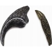 Collecta figurine TEETH AND PAZE OF ALLOSAURUS - CollectA - 89288