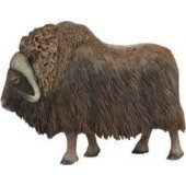 Collecta ARKTIKOS PATELĖS figūrėlė