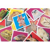 _6811303 Tactic Board Game Memo Wildlife