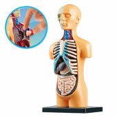 Mokomasis anatominis žmogaus kūno organų modelis