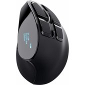 23731 Voxx juoda