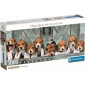 Beagles