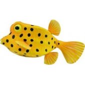 Collecta tuberkuliozinio Kosterio figūrėlė