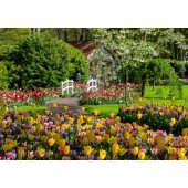 1000PCS Gardens Keukenho f Holand