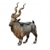 Collecta Tadžikistano markhuro figūrėlė (004-88641)
